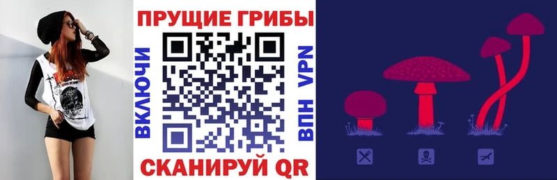 дарк нет какой сайт  Камышлов  Псилоцибиновые грибы Cubensis 